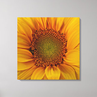 Bright Sunflower Leinwanddruck
