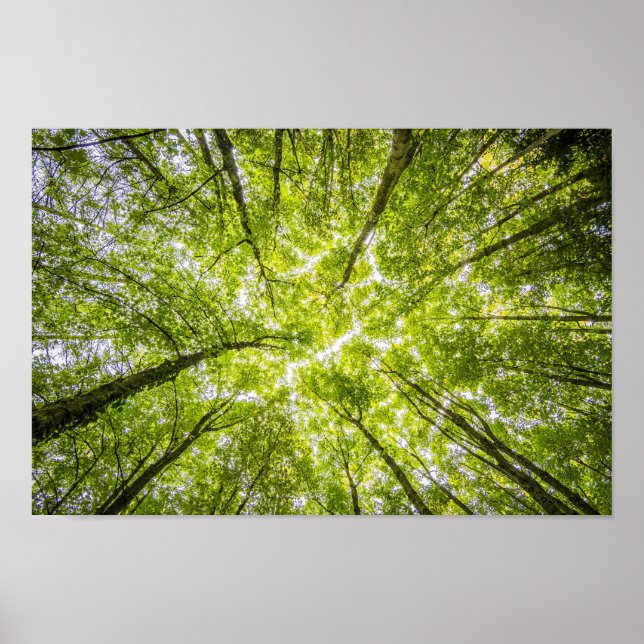 Bright tree canopy poster (Vorne)