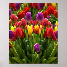 Bright Tulips Poster