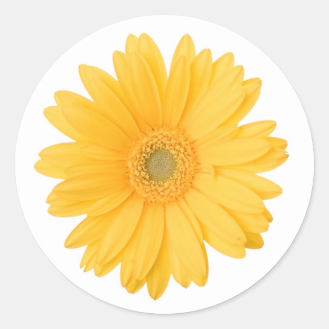 Bright Yellow Gerbera Daisy Blume Runder Aufkleber (Vorderseite)