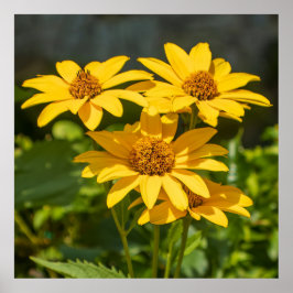 Bright Yellows Poster