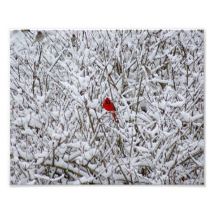 Brillant Cardinal ! Impression photographique 10x8