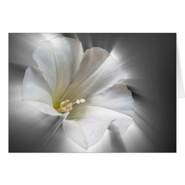 Brillant dans le noir (Devant horizontal)