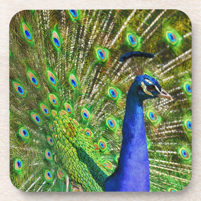 Brillante Blue Peacock Beauty Coaster Getränkeuntersetzer (Vorderseite)