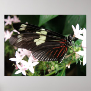 Brillante Butterfly Print Poster
