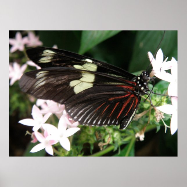 Brillante Butterfly Print Poster (Vorne)