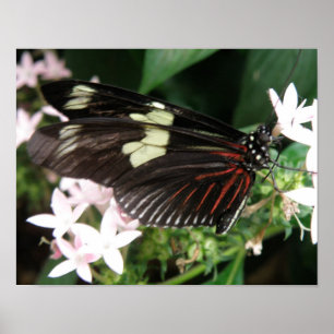 Brillante Butterfly Print Poster
