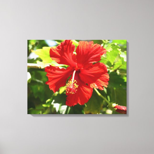 Brillante Red Hibiskus Blume Canvas Print Leinwanddruck (Vorderseite)