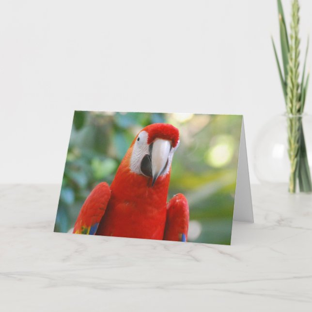 Brillante Red Parrot Grußkarte Karte (Vorderseite)