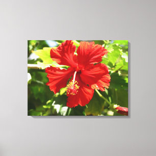 Brillante toile rouge Hibiscus