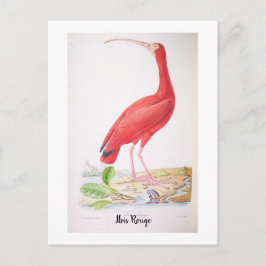 Brillante Vögel Brasiliens - Ibis Rouge Postkarte