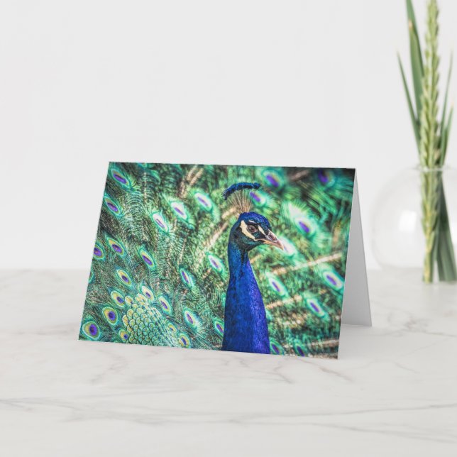 Brillanz der Blue & Green Peacock Grußkarte Karte (Vorderseite)