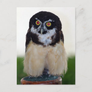Brille Postkarte
