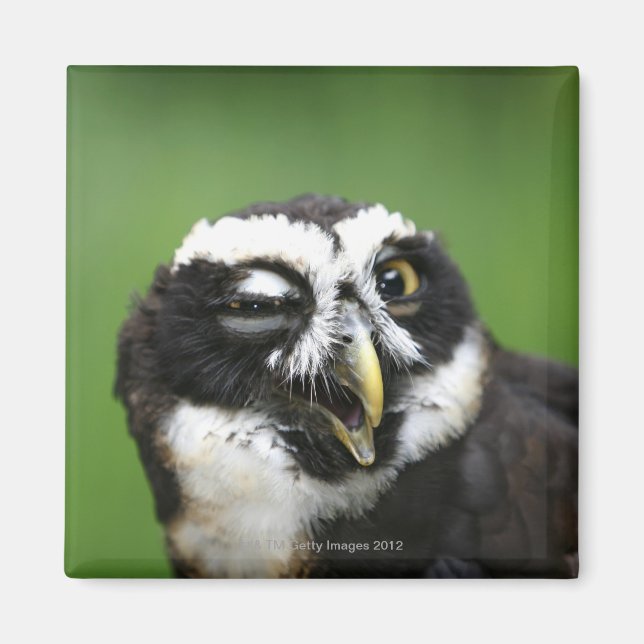 Brille (Pulsatrix perspicillata) Magnet (Vorne)
