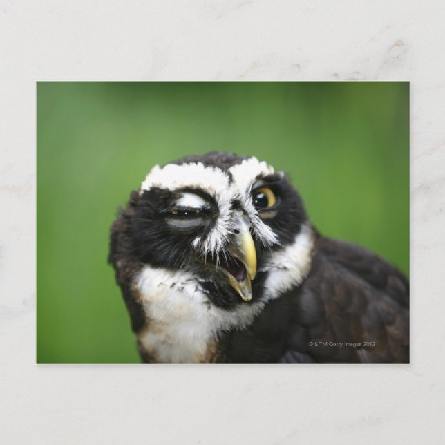 Brille (Pulsatrix perspicillata) Postkarte (Vorderseite)
