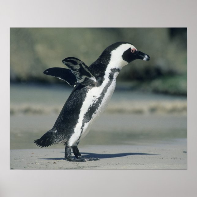 Brillenpinguin Poster (Vorne)