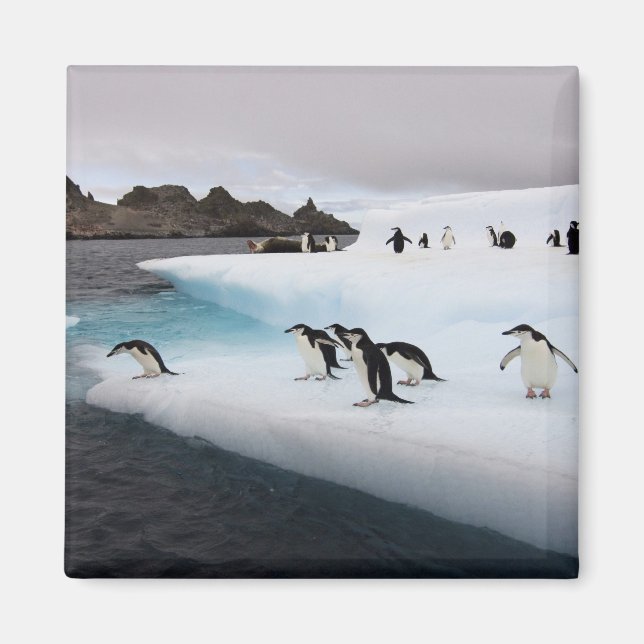 Brillenpinguine Magnet (Vorne)