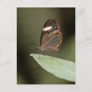 Brillenschmetterling auf einem Blatt Postkarte
