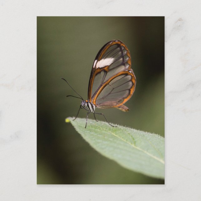 Brillenschmetterling auf einem Blatt Postkarte (Vorderseite)