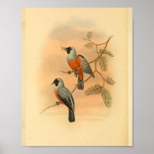 Brillenvanga-Vogel Vintage-Druck Poster