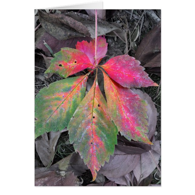 Brilliance Among the Grey - Autumn Leaf (Vorne)