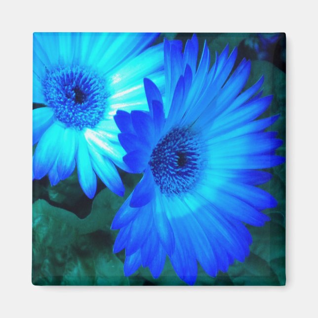 Brilliant Blue Daisy Magnet (Vorne)