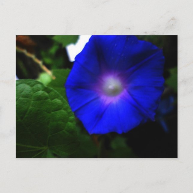 Brilliant Blue Morning Glory Fotograf Postkarte (Vorderseite)