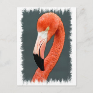 Brilliant Flamingo Postcard Postkarte