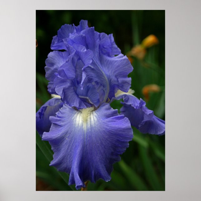 Brilliant Purple Iris Flower Poster (Vorne)