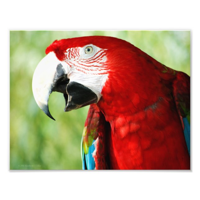 Brilliant Red Fotodruck (Vorne)