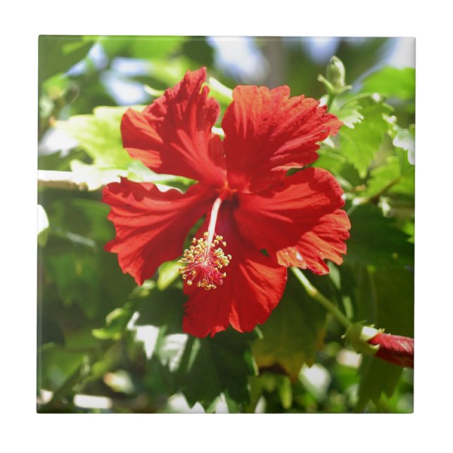 Brilliant Red Hawaiian Hibiskus Blume Fliese (Vorderseite)
