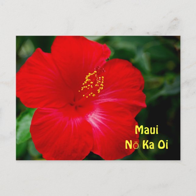 Brilliant Red Hibiskus Blume, Maui Hawaii Postkarte (Vorderseite)
