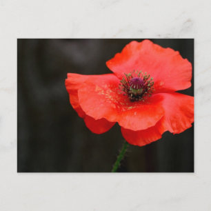 Brilliant Red Poppy Postcard Postkarte