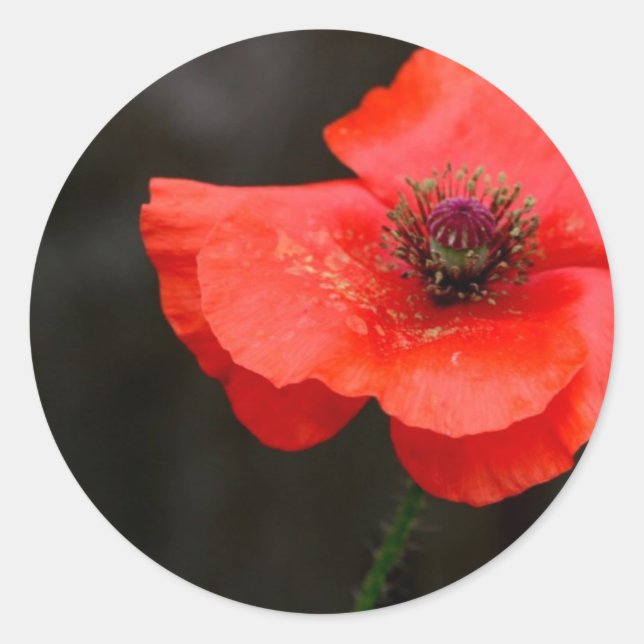 Brilliant Red Poppy Runder Aufkleber (Vorderseite)