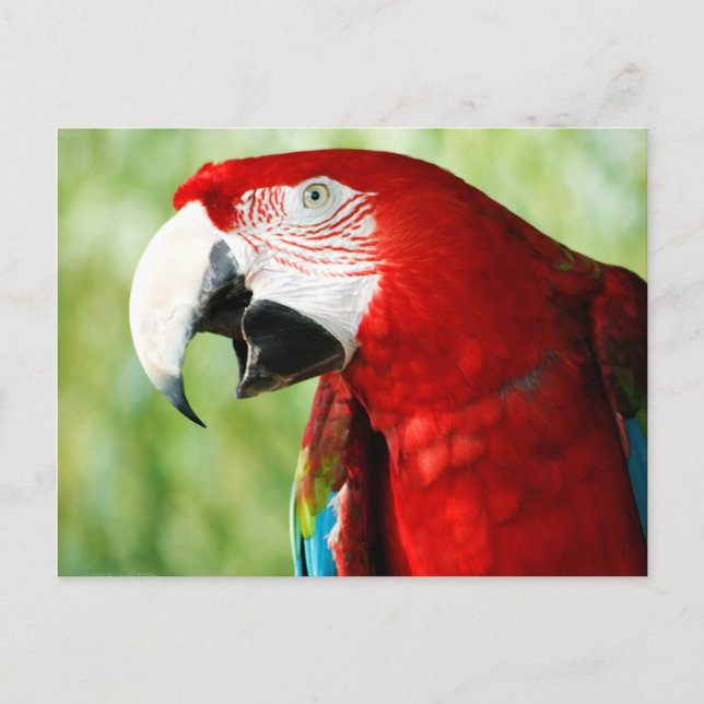 Brilliant Red Postkarte (Vorderseite)