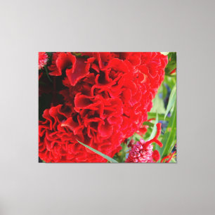 Brilliant Scarlet Coxcomb auf Leinwanddruck