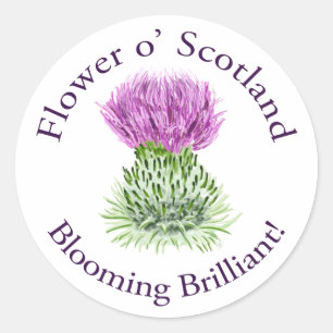 Brilliant Scottish Thistle blühen Runder Aufkleber
