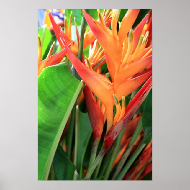 Brilliant Tropical Heliconia Florals Poster (Vorne)