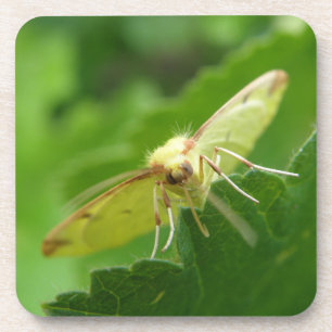 Brimstone Moth Cork Dessous de verre