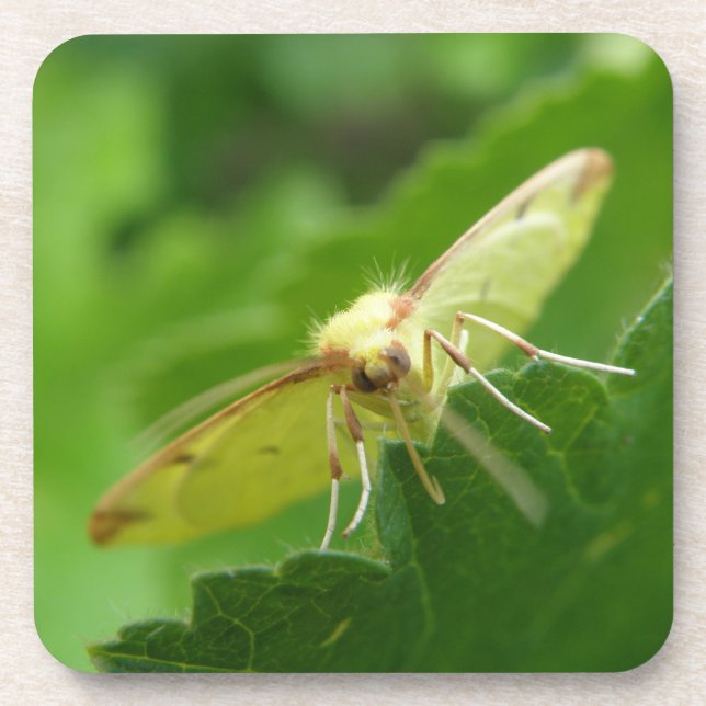 Brimstone Moth Cork Untersetzer (Vorderseite)