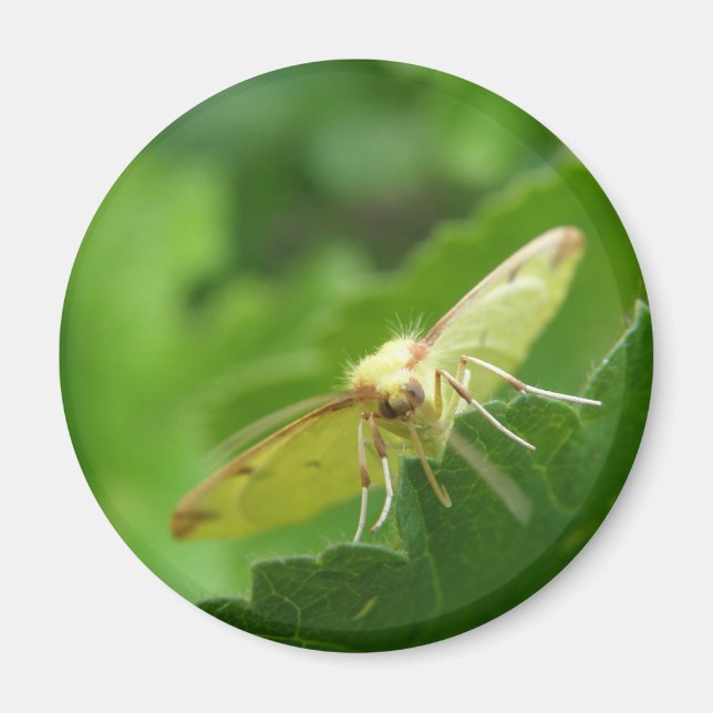 Brimstone Moth Magnet (Vorne)