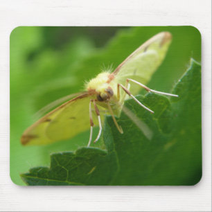 Brimstone Moth Mousepad