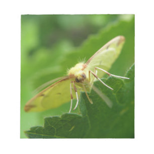 Brimstone Moth Notepad Notizblock