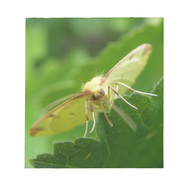 Brimstone Moth Notepad Notizblock (Vorderseite)