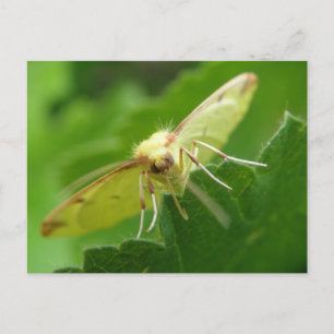 Brimstone Moth Postcard Postkarte