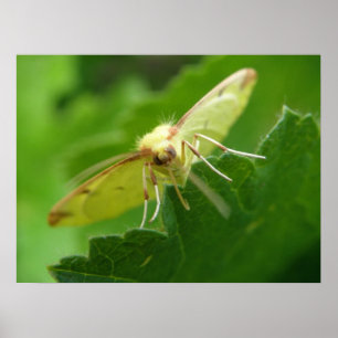 Brimstone Moth Print Poster