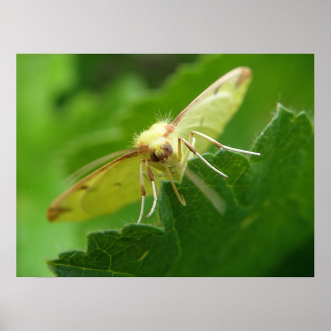 Brimstone Moth Print Poster (Vorne)