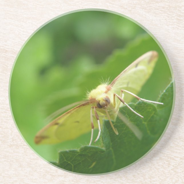 Brimstone Moth Untersetzer (Vorne)