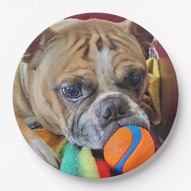 Brindle Boston Terrier Paper Plate Pappteller (Vorderseite)