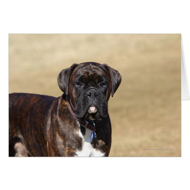 Brindle Boxer Chien debout (Devant horizontal)